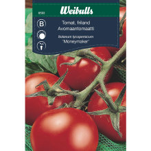 Tomat 'Moneymaker' friland